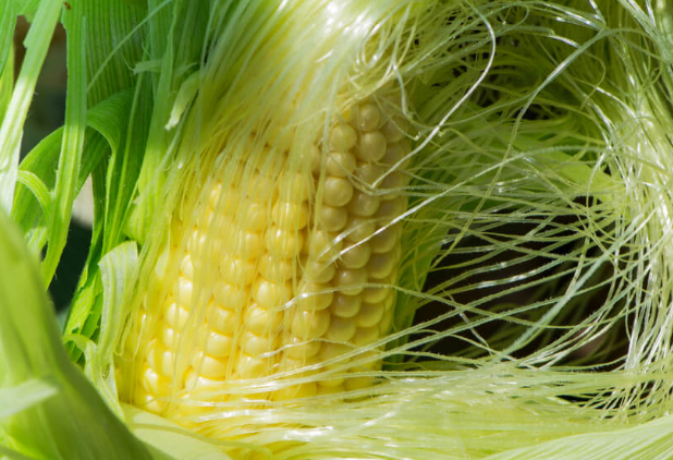 Medicinal Value of Corn Silk.png